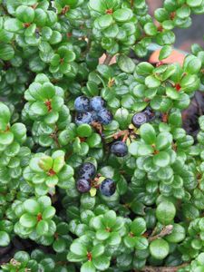 Vaccinium delavayi